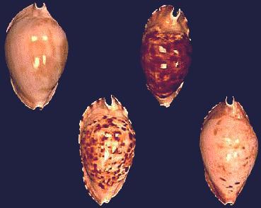 Cypraea marginata