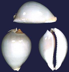 Cypraea mariellae