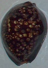 Cypraea mauritiana