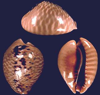 Cypraea mus