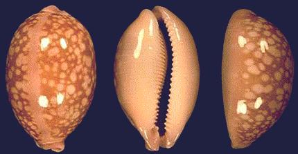 Cypraea nivosa