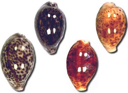 Cypraea pantherina