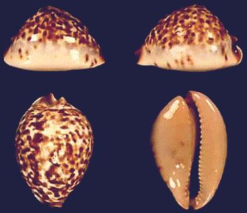 Cypraea perlae
