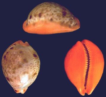 Cypraea porteri