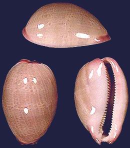 Cypraea reevei