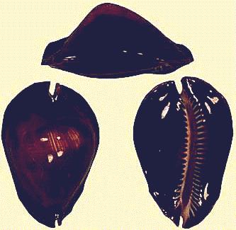 Cypraea rosselli