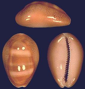 Cypraea schildorerum