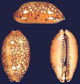 Cypraea scurra