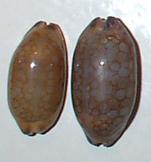 Cypraea scurra