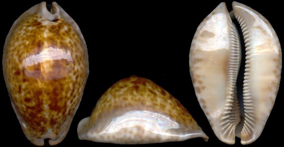 Cypraea stercoraria