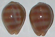 Cypraea sulcidentanta