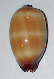 Cypraea talpa
