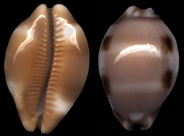 Cypraea tesselata