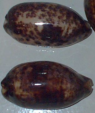 Cypraea testudinaria