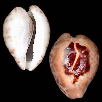 Cypraea teulerei
