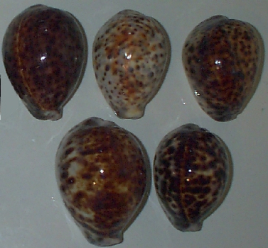 Cypraea tigris