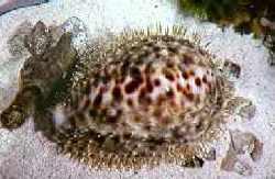 Malformed Cypraea tigris