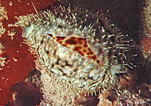 Malformed Cypraea tigris
