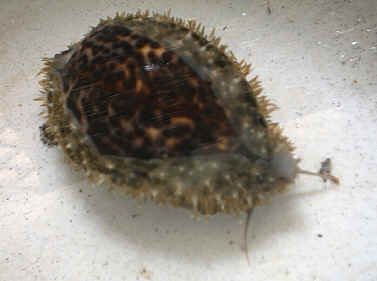 Malformed Cypraea tigris