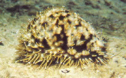 Malformed Cypraea tigris