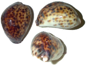Malformed Cypraea tigris