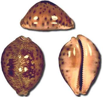 Cypraea valentia