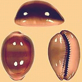 Cypraea ventricules