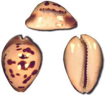 Cypraea venusta