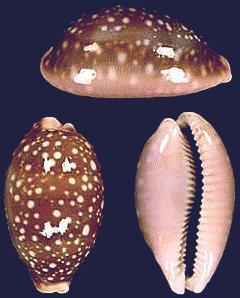 Cypraea vitellus