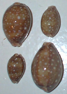 Cypraea vitellus