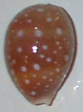 Juvenile Cypraea vitellus