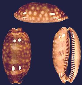Cypraea zebra