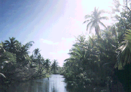 Jungle scene