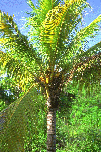 palm tree
