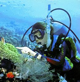 Stupid diver