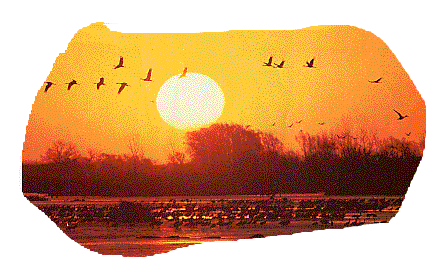 Sunset and Cranes image