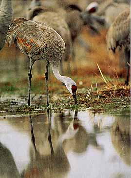 Thirsty Sandhill Crane drinking