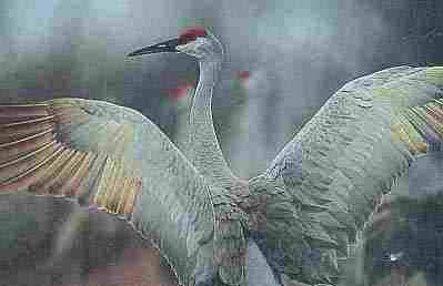 Sandhill Crane image