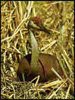 Sandhill Crane image  courtesy of Int'l Crane Foundation