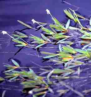 water plants image