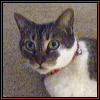 Phoebe 2