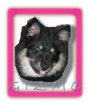 Gizmo, the dogglefox!!
