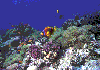 Clown-Fish