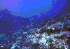 Coral-Reef-1
