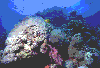 Coral-Reef-2