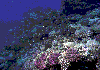 Coral-Reef