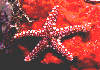 Goby-on-Starfish