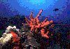 Red-SpongesRedtooth-Trigg