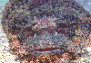 Scorpionfish
