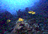 Striped-Butterflyfish